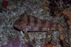 Parablennius cornutus