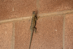 Sceloporus occidentalis