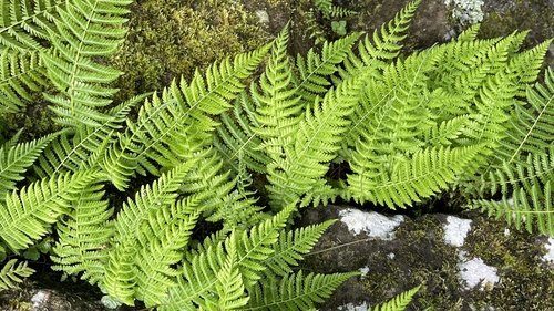 Thelypteris beddomei iNat (3)