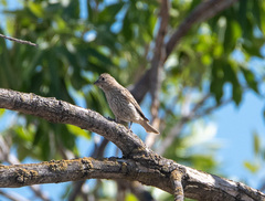 Haemorhous mexicanus