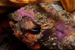 Chalaroderma ocellata