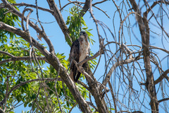 Buteo jamaicensis