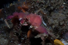 Achaeopsis spinulosa