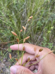 Fimbristylis caroliniana