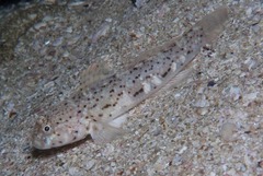 Caffrogobius saldanha