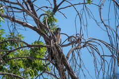 Buteo jamaicensis