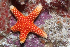 Callopatiria formosa