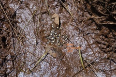 Anaxyrus compactilis