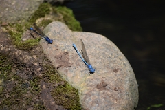 Argia elongata