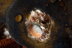 Thylacodes natalensis