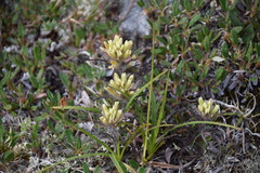 Castilleja hyperborea