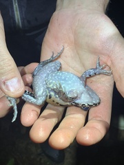 Leptodactylus pentadactylus