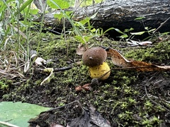 Boletus auripes
