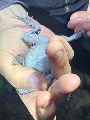 Leptodactylus pentadactylus