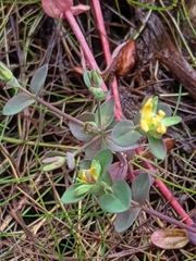 Hypericum boreale