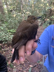 Turdus ignobilis