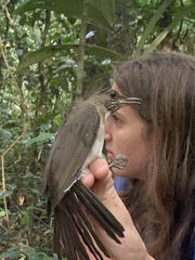 Turdus ignobilis