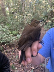 Turdus ignobilis