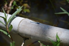 Argia elongata