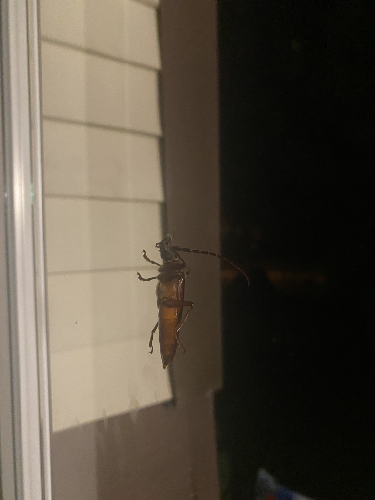 Brown Prionid from Rampart Blvd, Plum, PA, US on July 21, 2022 at 1057