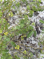 Aeschynomene viscidula