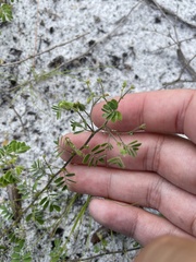 Aeschynomene viscidula