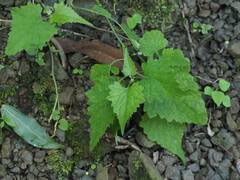 Thladiantha nudiflora