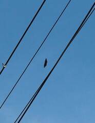 Euploea tulliolus koxinga