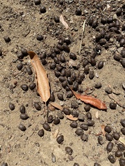 Odocoileus hemionus californicus