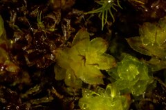 Mnium thomsonii