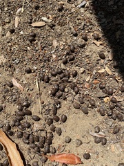 Odocoileus hemionus californicus