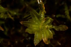 Mnium thomsonii