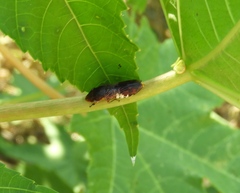 Homalodisca ichthyocephala