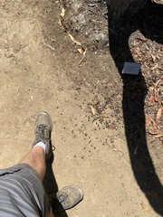 Odocoileus hemionus californicus