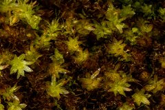 Mnium thomsonii