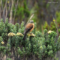 Ochthoeca fumicolor