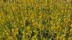 Scutellaria tomentosa