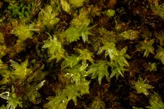 Mnium thomsonii