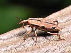 Sphenocorynes kosempoensis