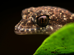 Nactus