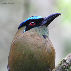Momotus aequatorialis