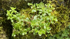 Sedum actinocarpum
