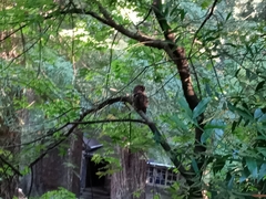 Strix occidentalis caurina