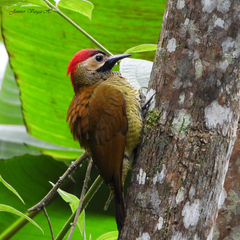 Colaptes rubiginosus