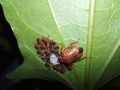 Antiteuchus sepulcralis