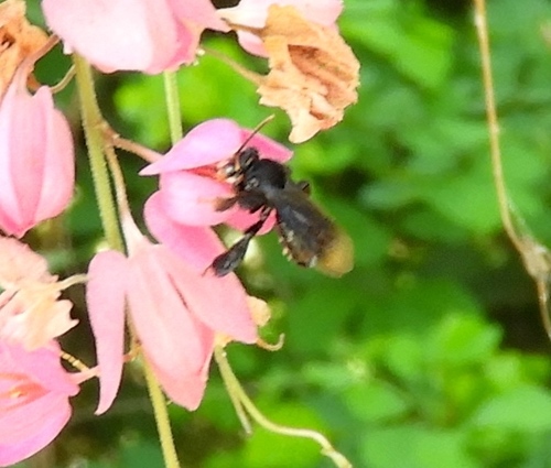 Mourning Mimic-Oil bee