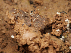 Lordomyrma