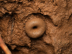 Lordomyrma