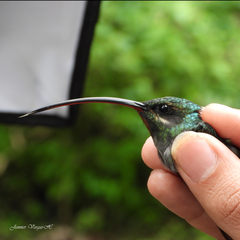 Green Hermit photo 6