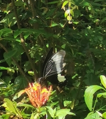Papilio iswara